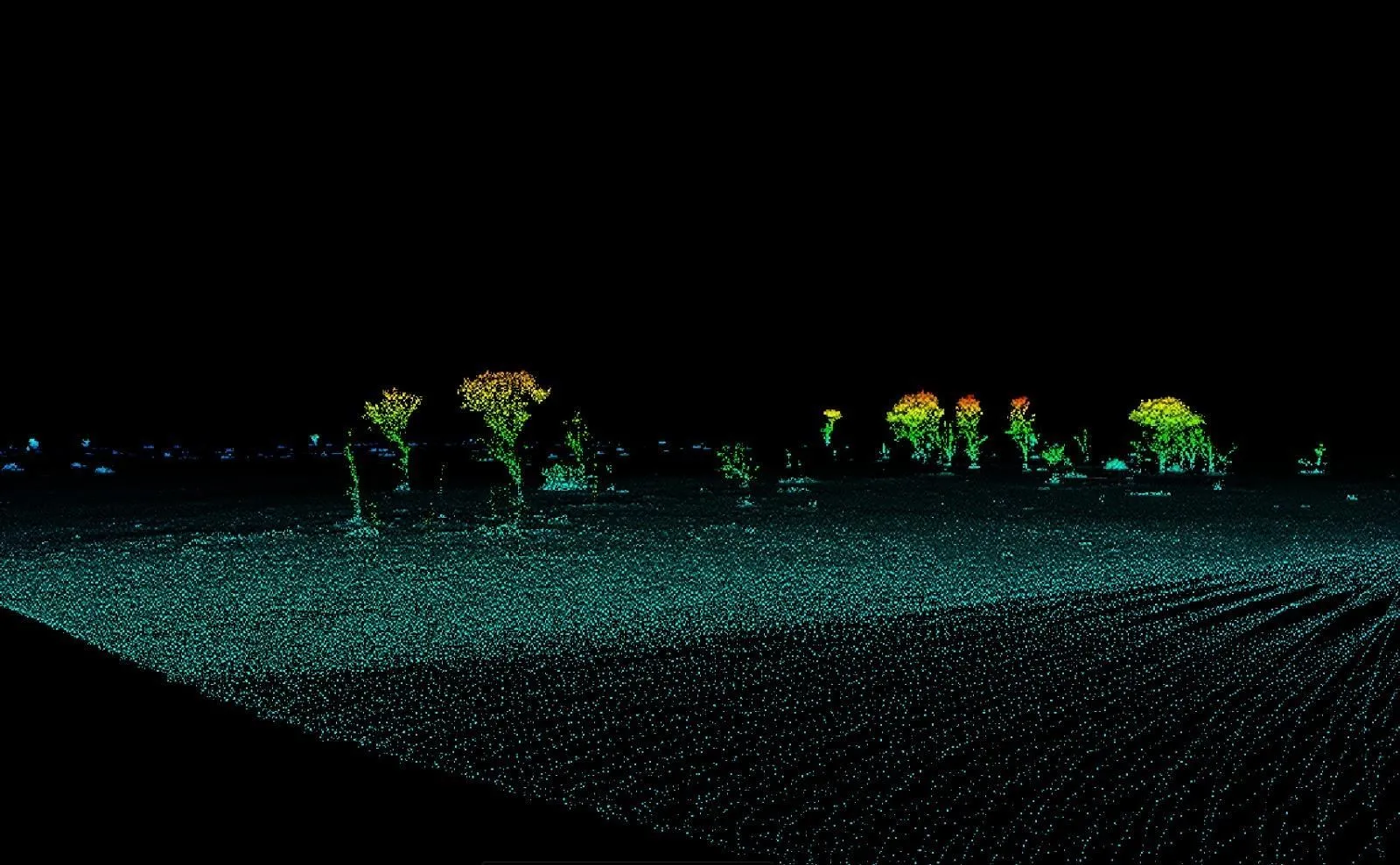 Height-coloured LiDAR point cloud of trees